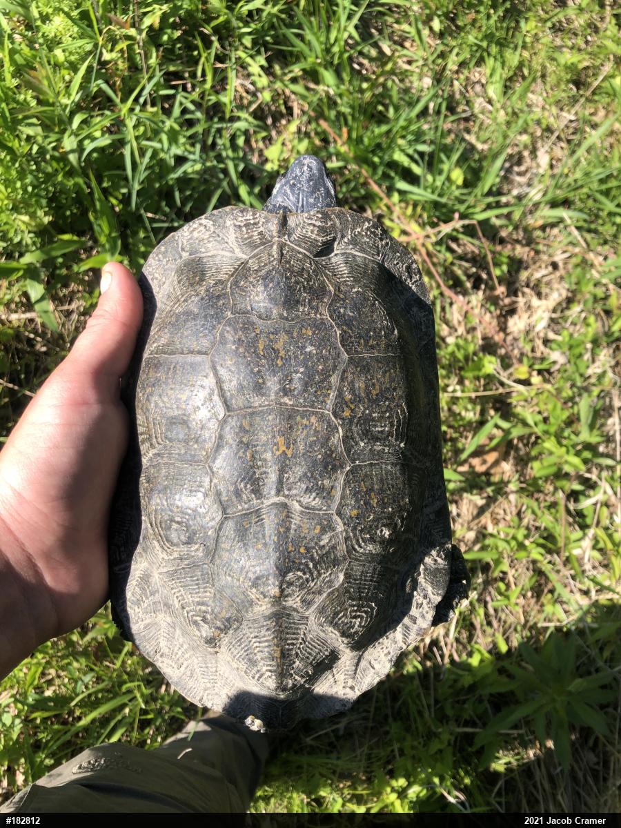 Wood Turtle