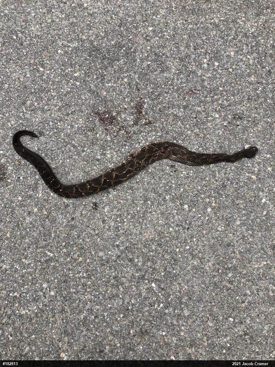 Timber Rattlesnake