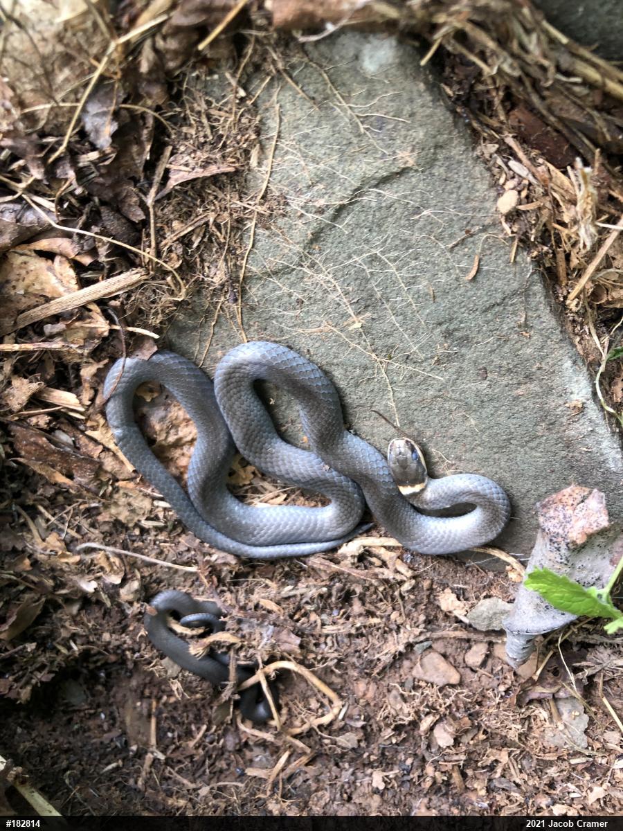 Northern Ring-necked Snake