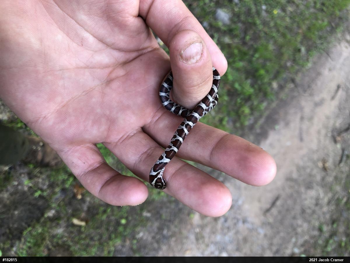 Eastern Milksnake