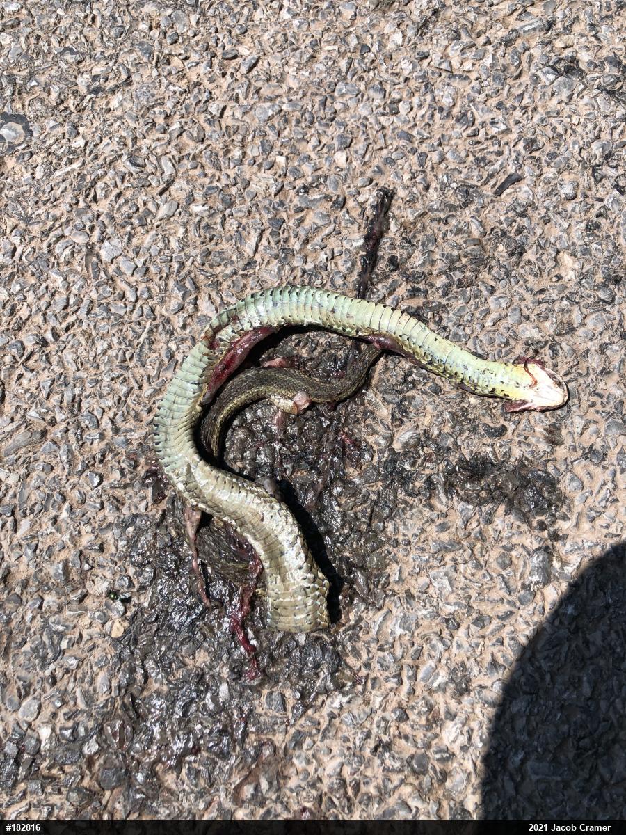 Eastern Gartersnake