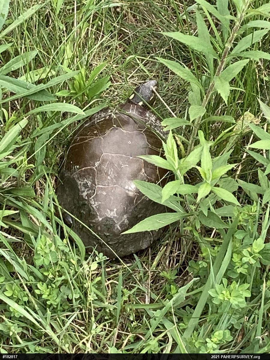Midland Painted Turtle