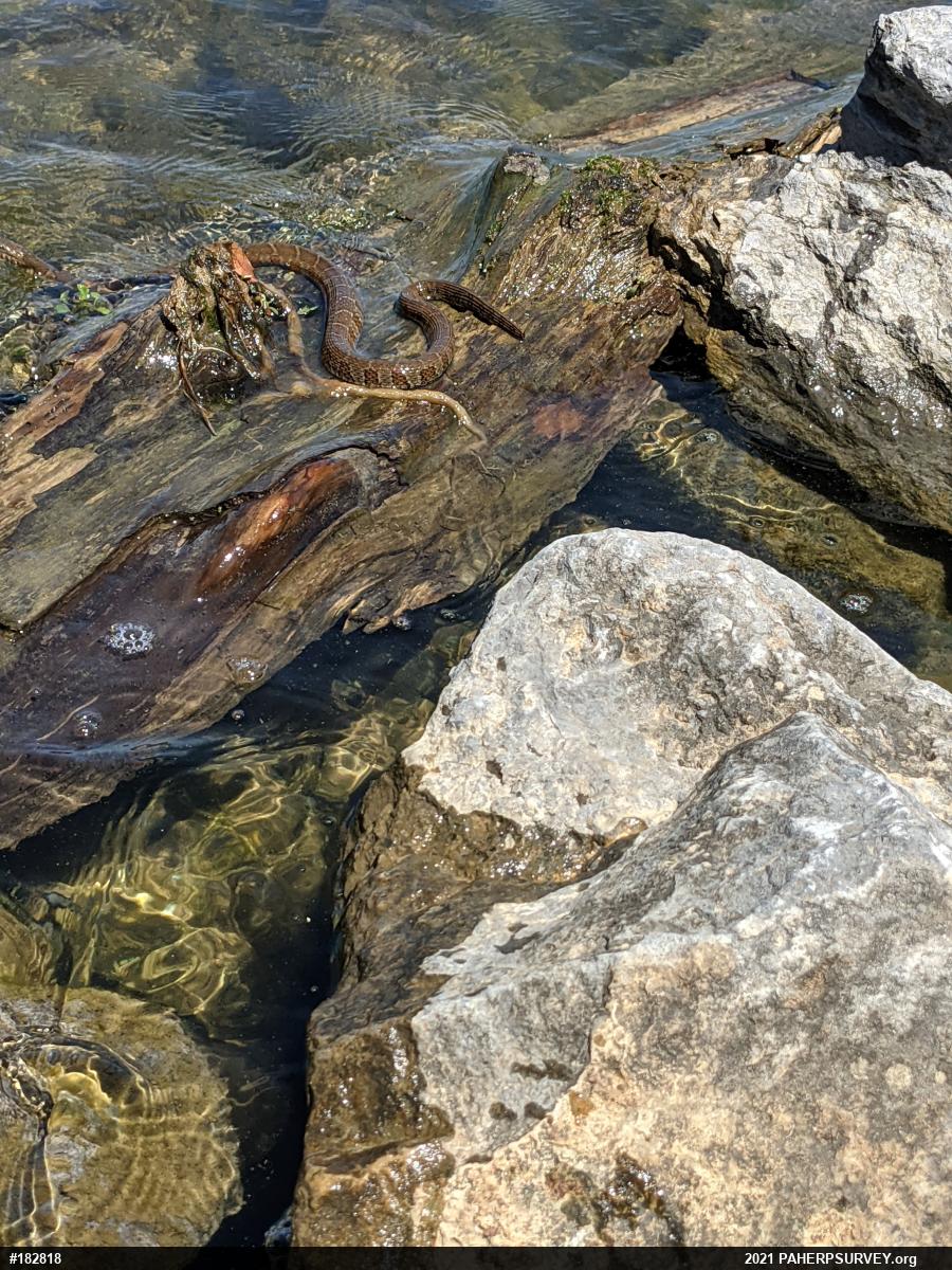 Northern Watersnake