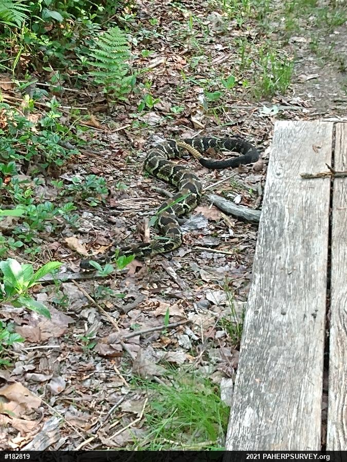 Timber Rattlesnake