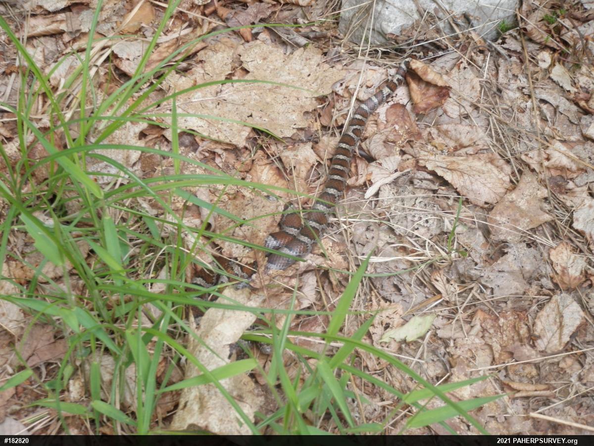 Eastern Milksnake