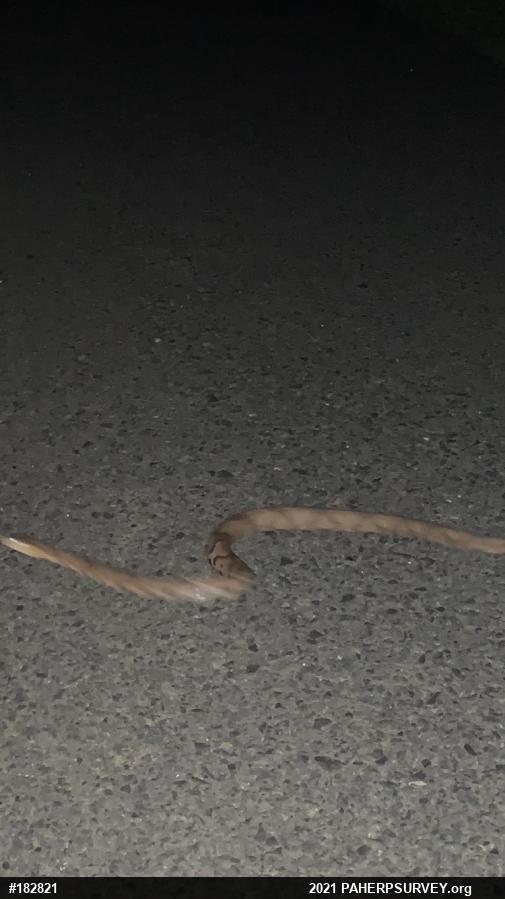 Northern Copperhead