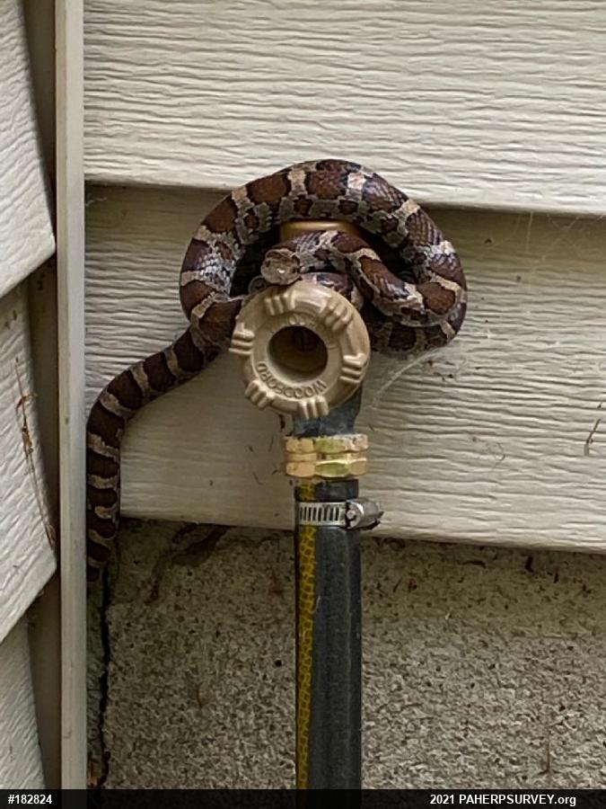 Eastern Milksnake