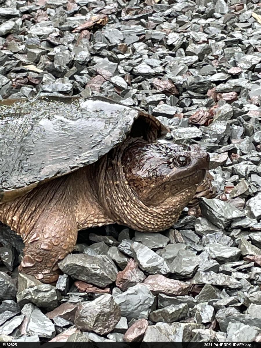Snapping Turtle