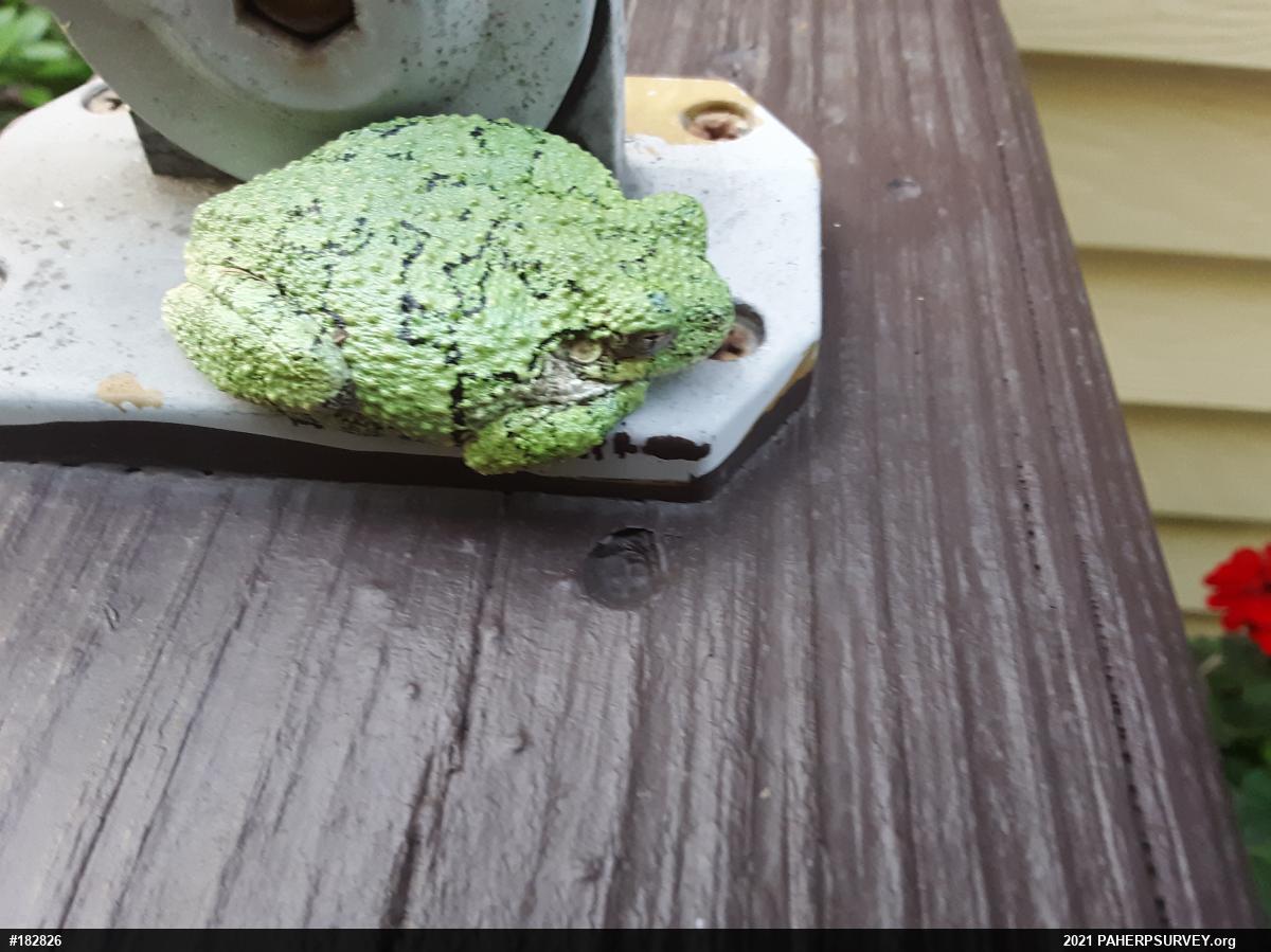 Unknown Gray Treefrog
