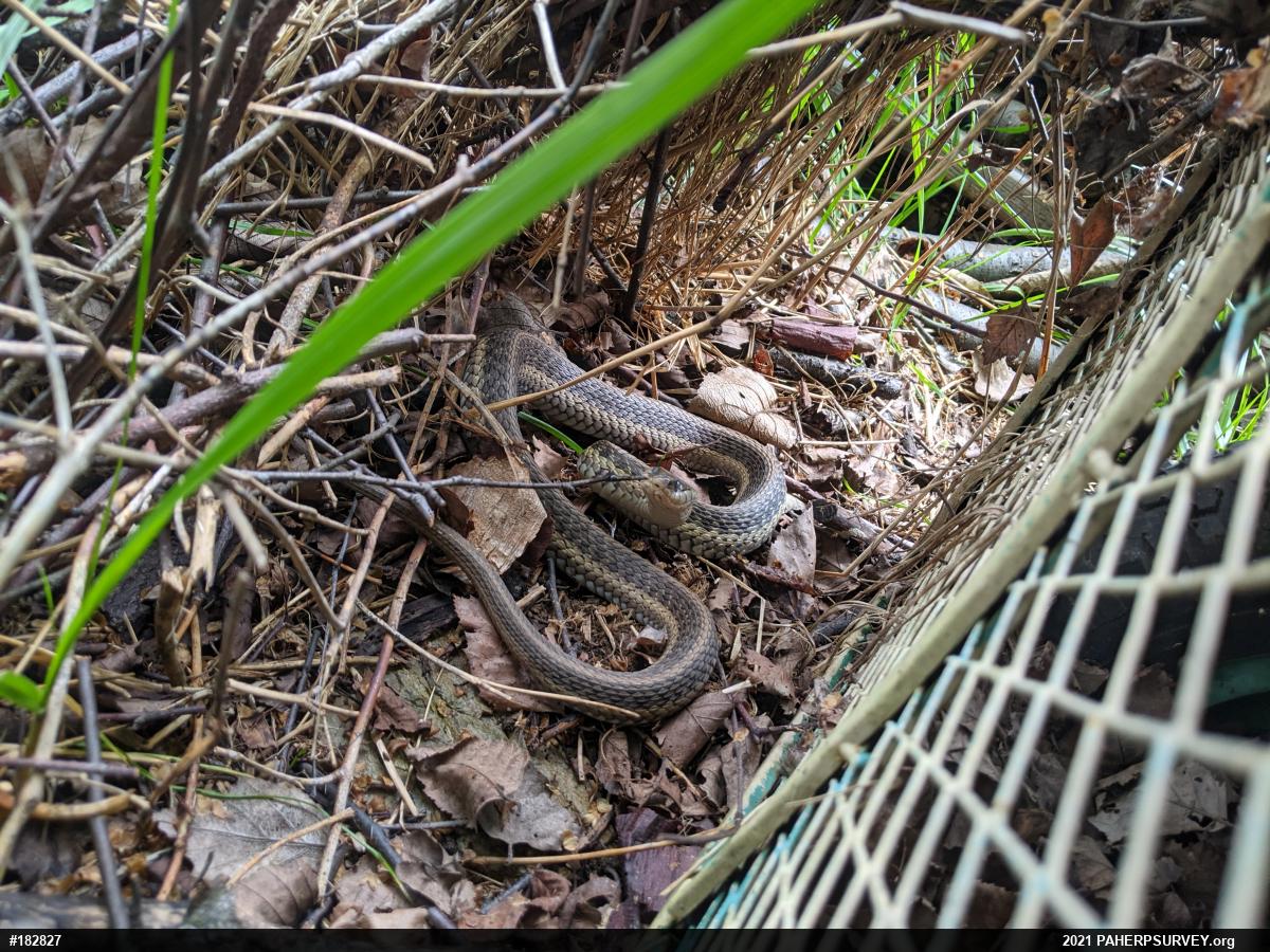 Eastern Gartersnake
