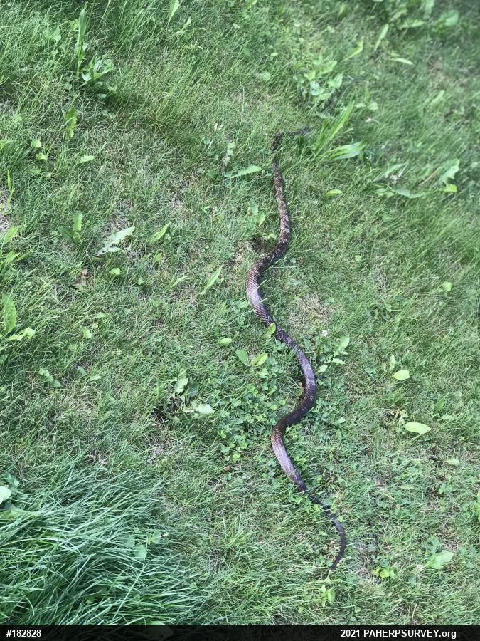 Eastern Ratsnake