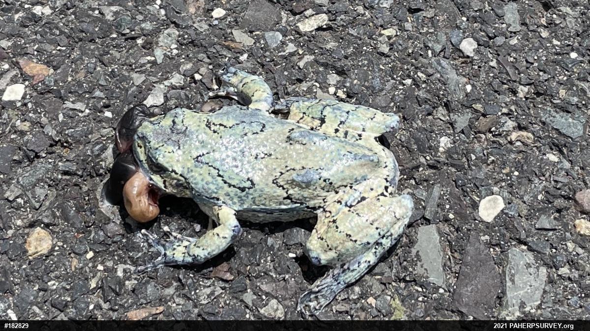 Unknown Gray Treefrog