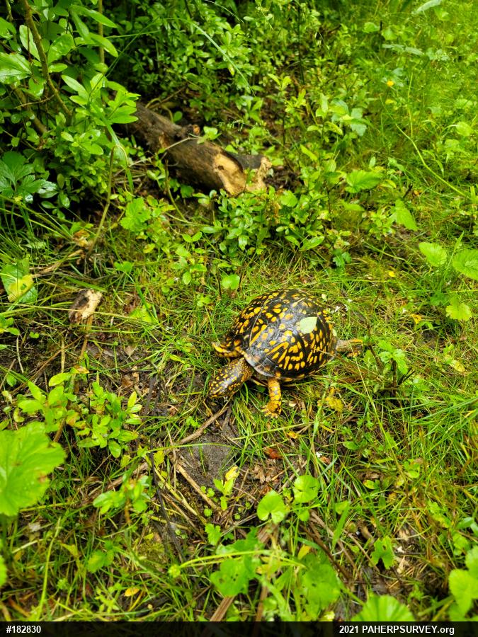 Eastern Box Turtle