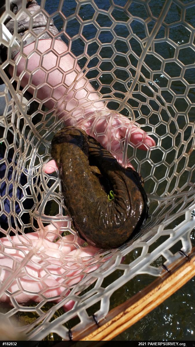 Eastern Hellbender