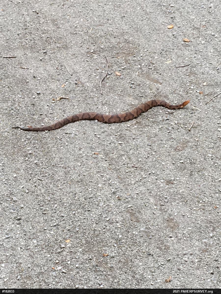 Northern Copperhead