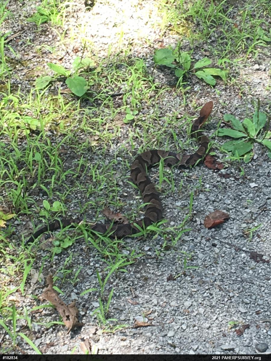 Northern Copperhead