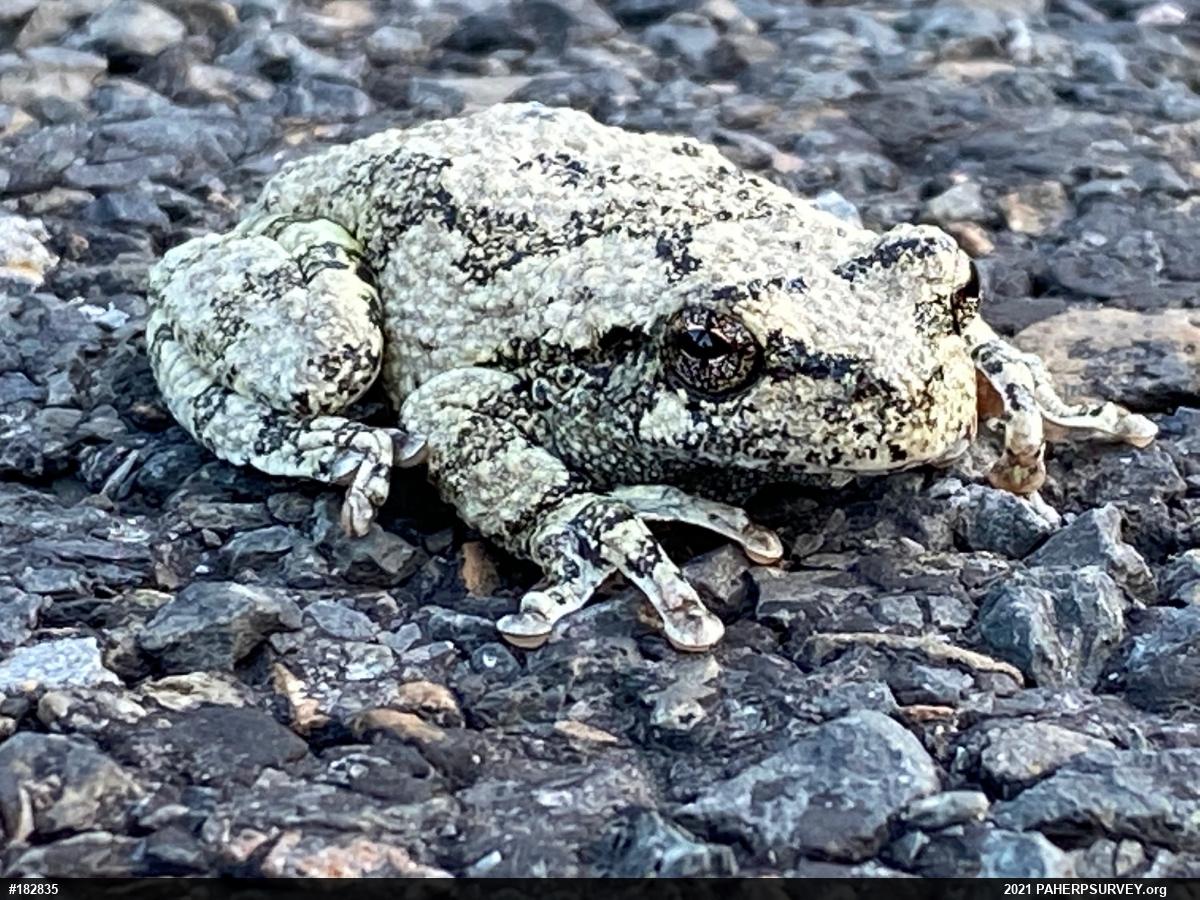 Unknown Gray Treefrog