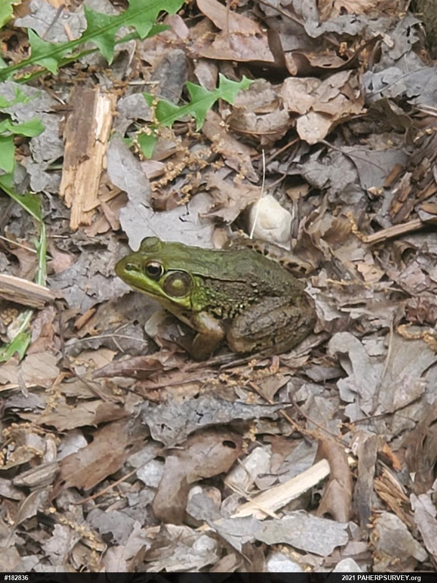 Green Frog