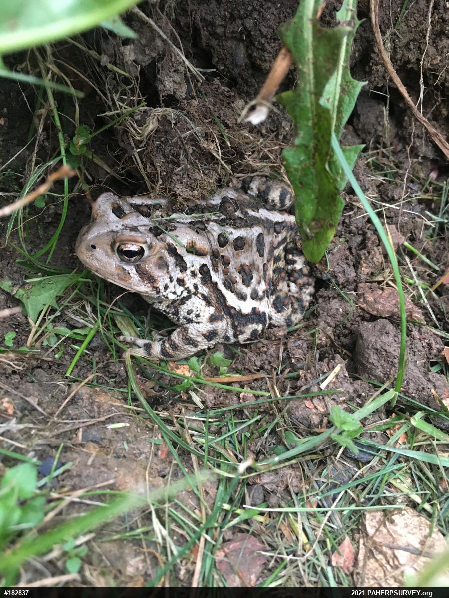 Eastern American Toad