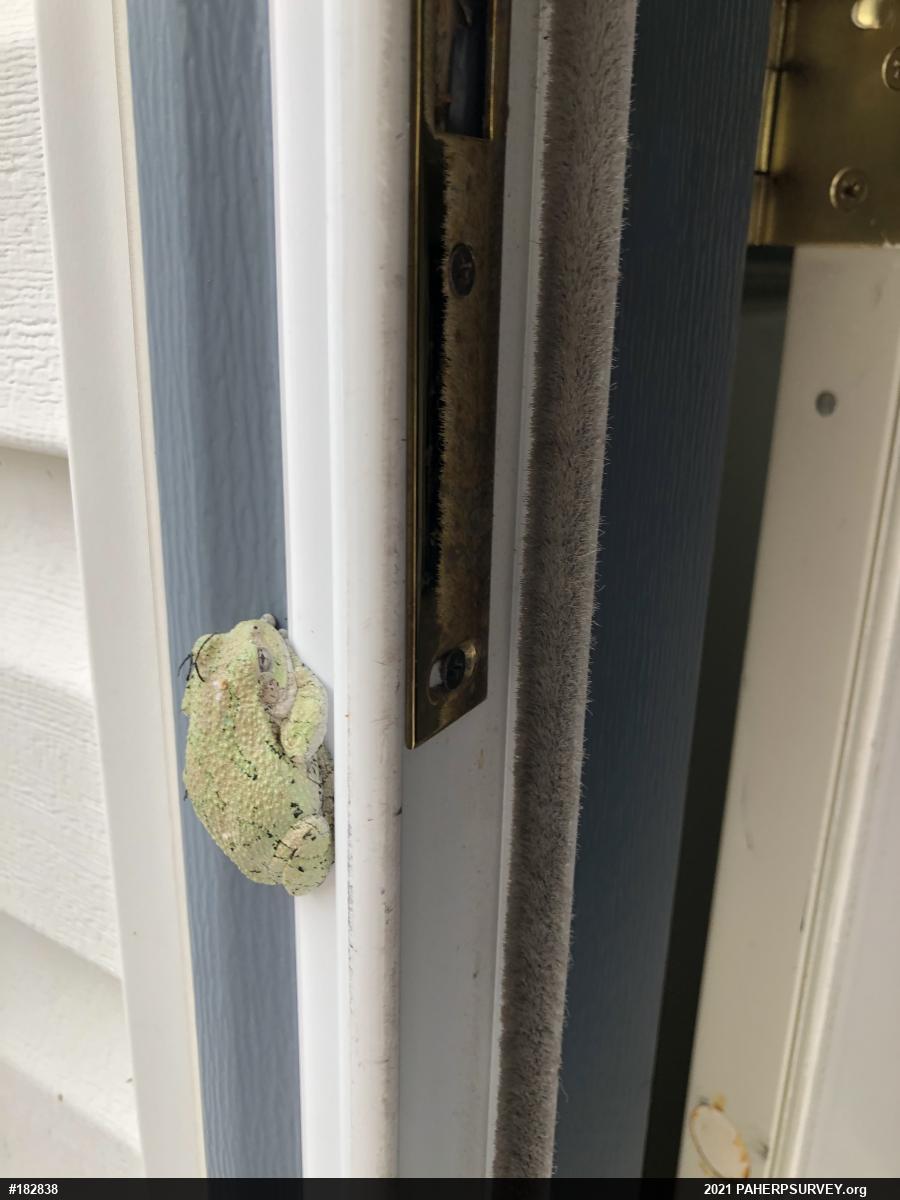 Unknown Gray Treefrog