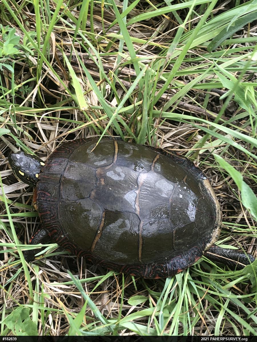 Painted Turtle
