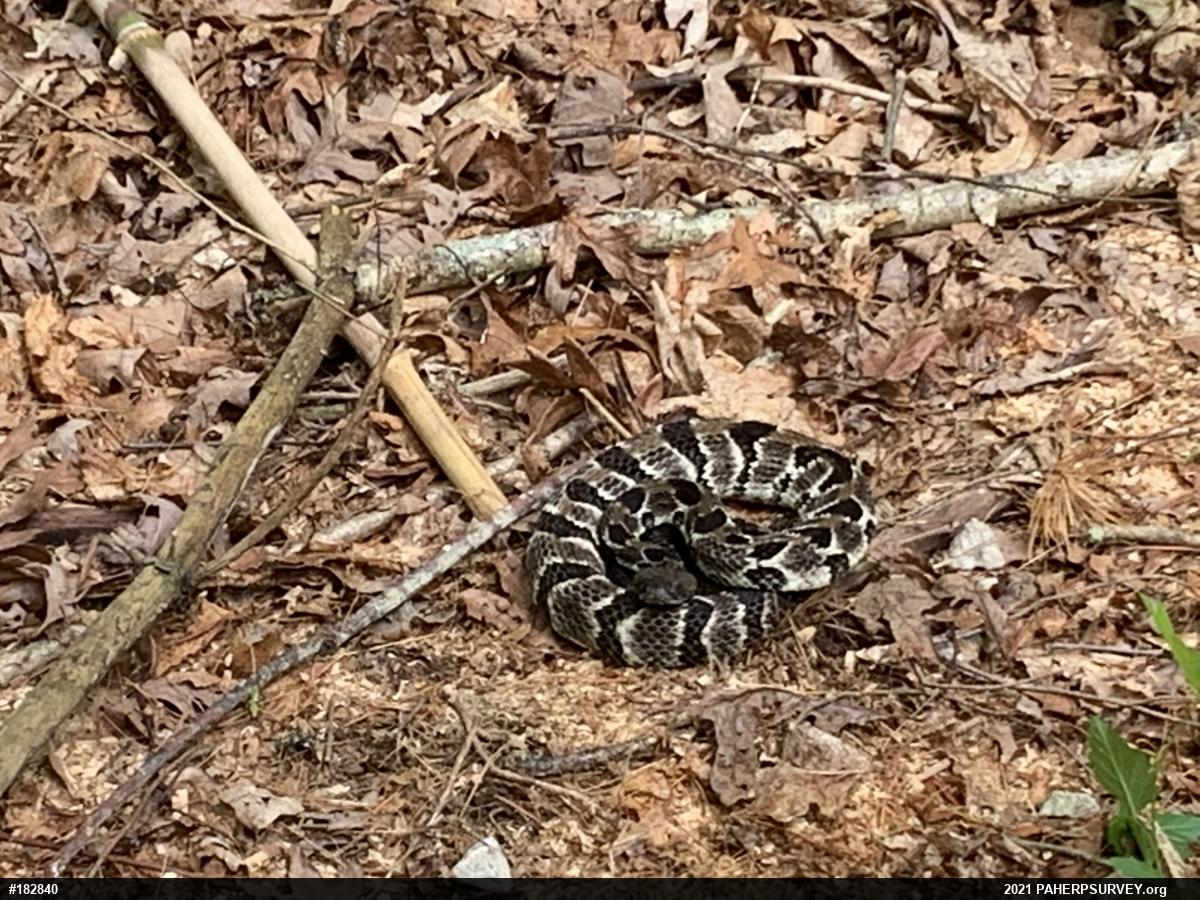 Timber Rattlesnake