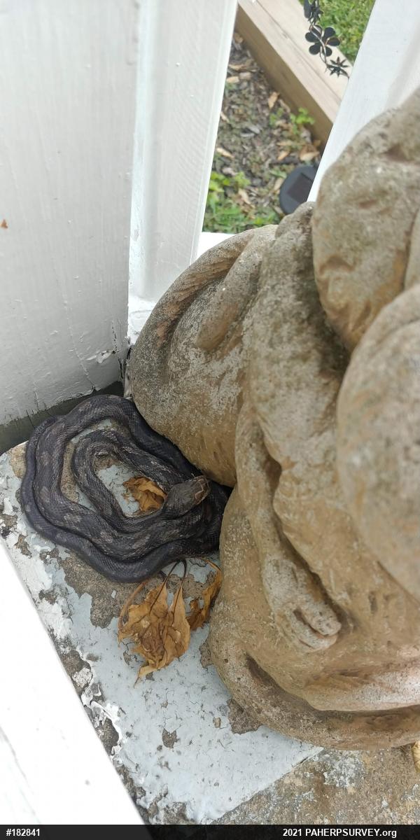 Eastern Ratsnake