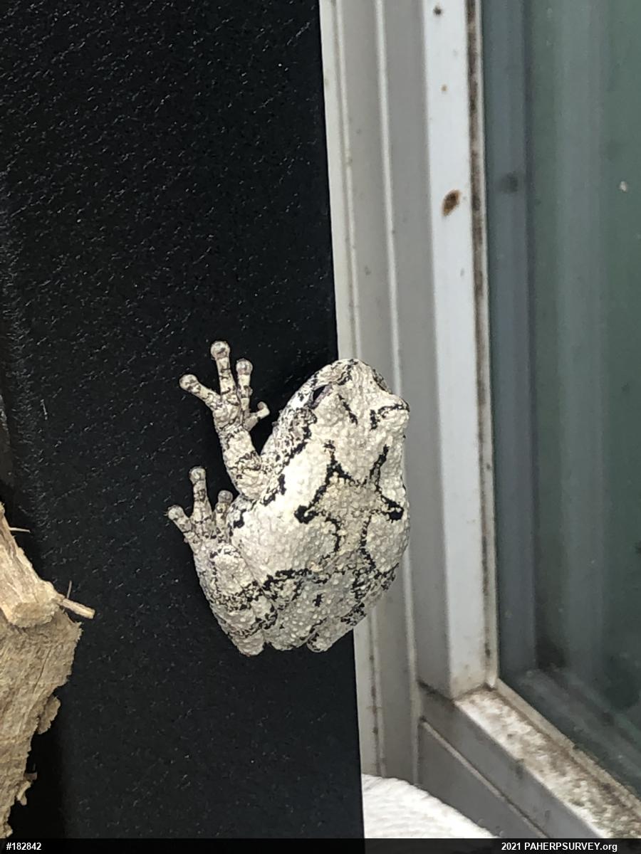 Unknown Gray Treefrog