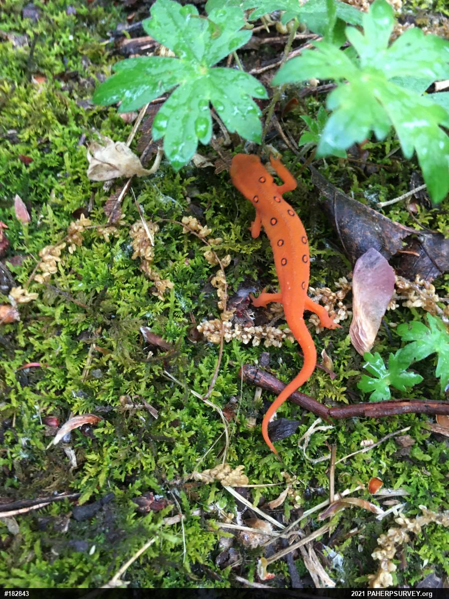 Red-spotted Newt