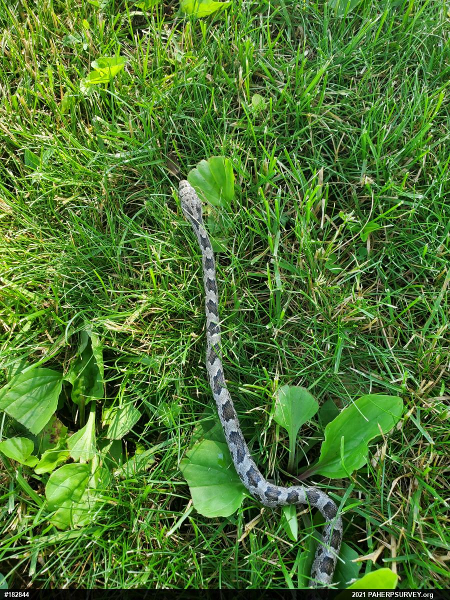 Eastern Ratsnake