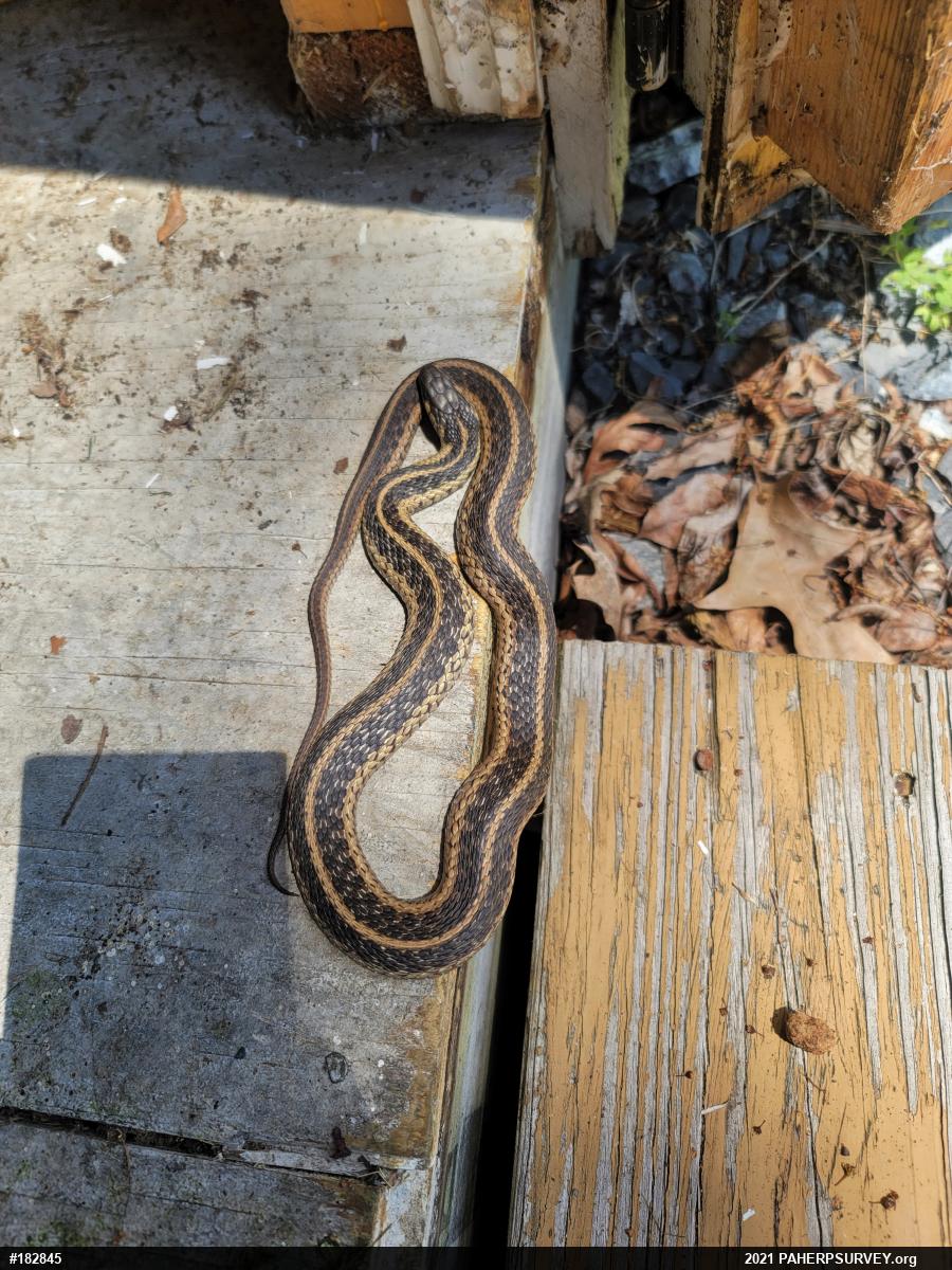 Eastern Gartersnake