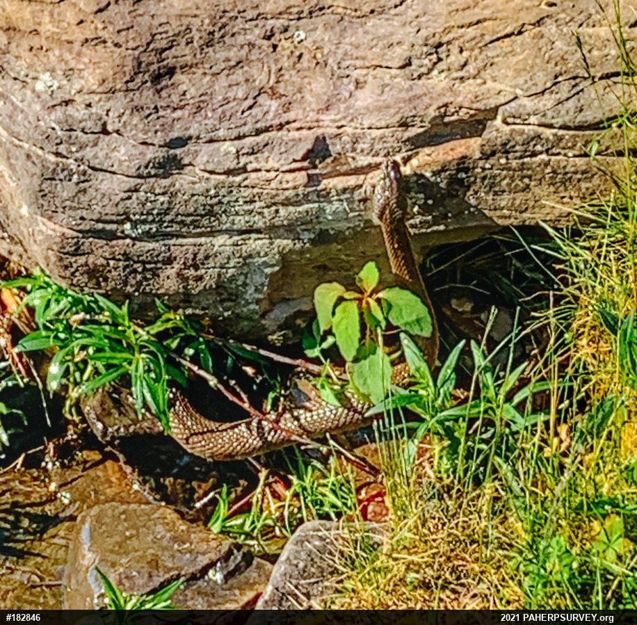 Northern Watersnake