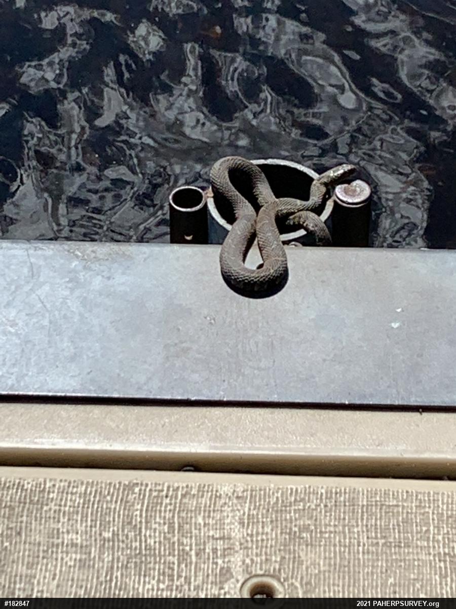 Northern Watersnake