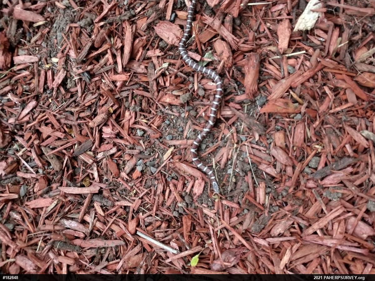 Eastern Milksnake