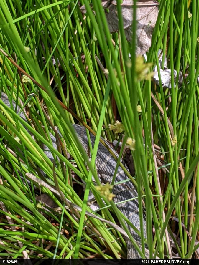 Northern Watersnake