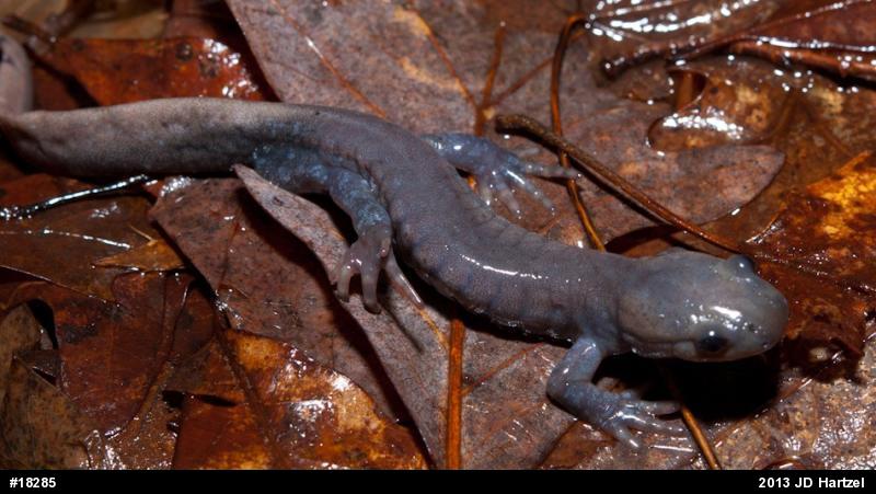 Jefferson Salamander