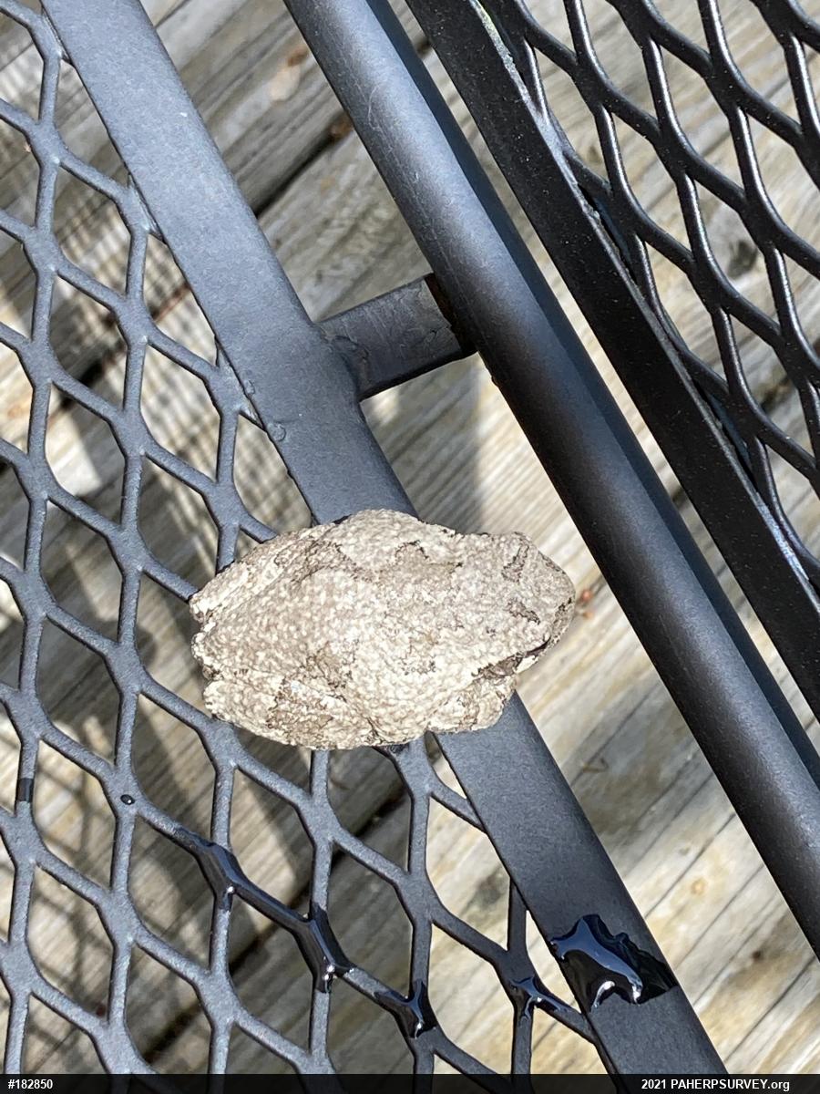 Unknown Gray Treefrog