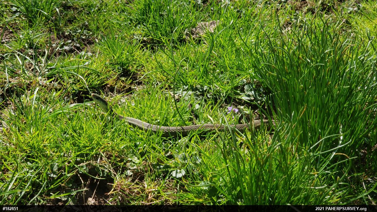 Eastern Gartersnake