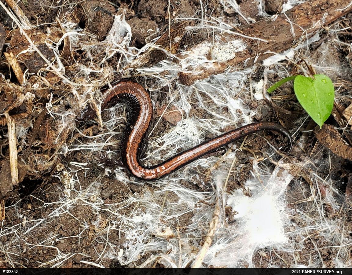 Eastern Red-backed  Salamander