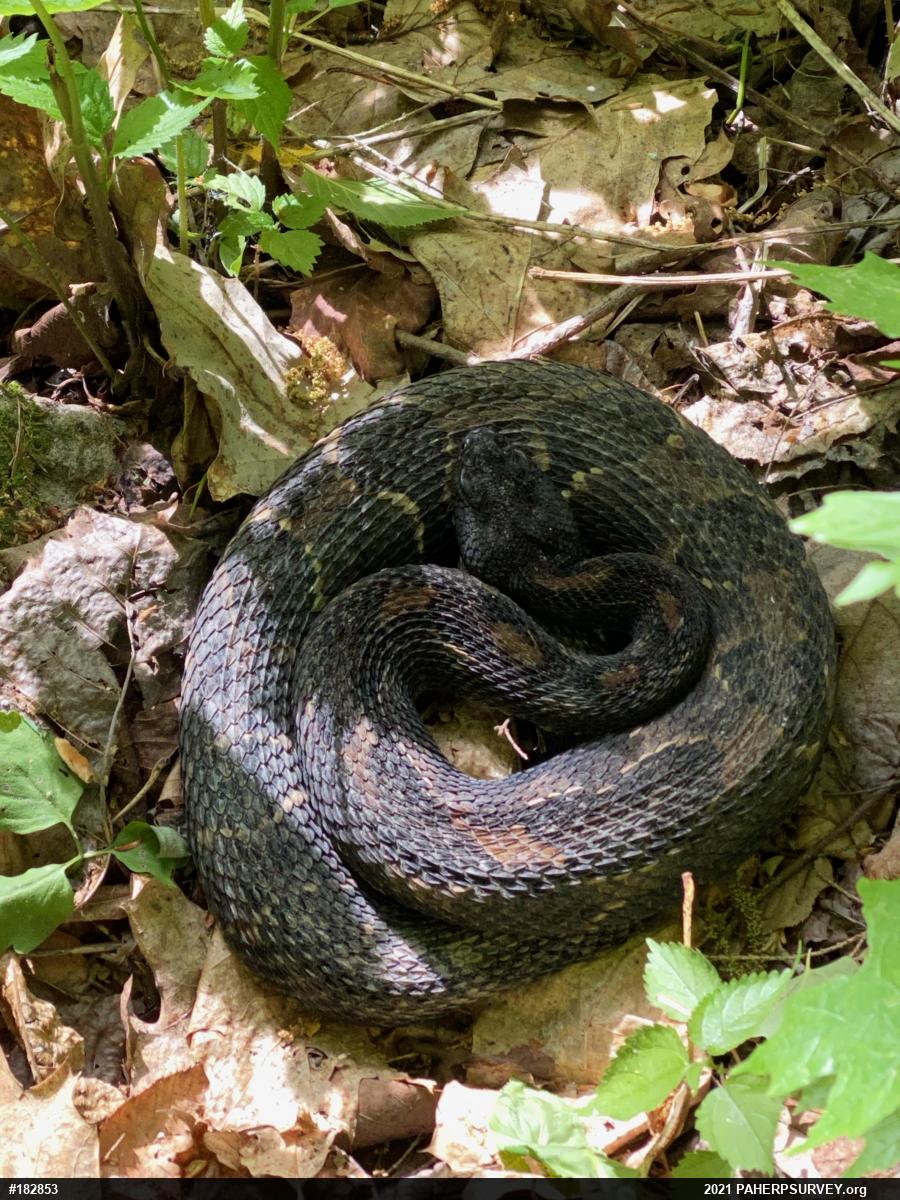Timber Rattlesnake