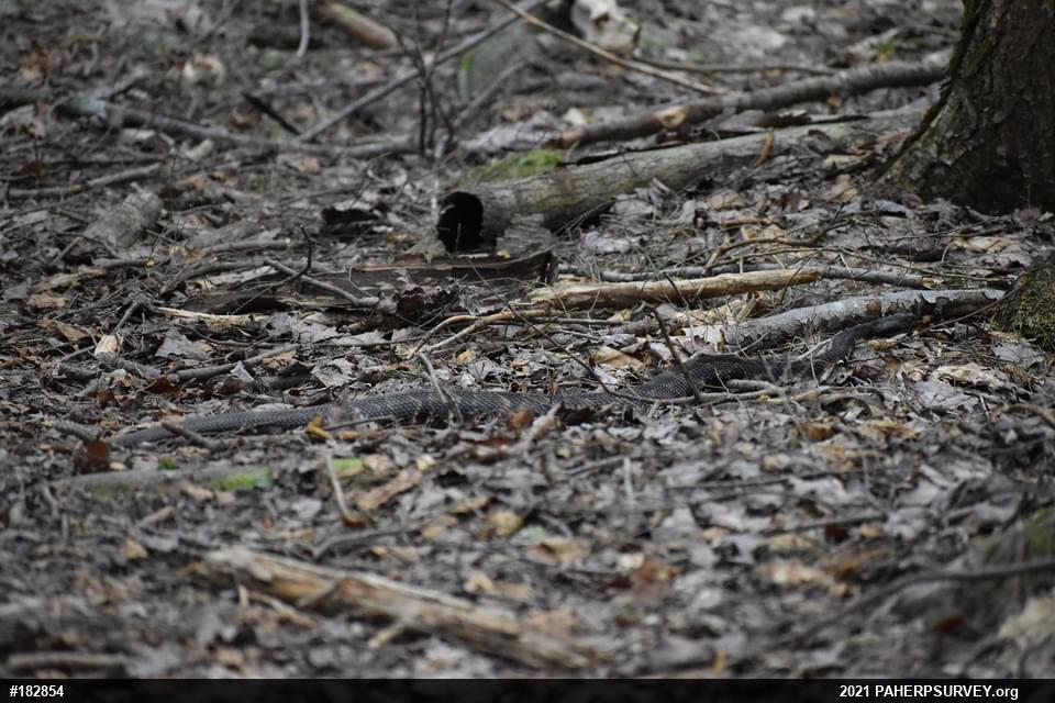 Timber Rattlesnake