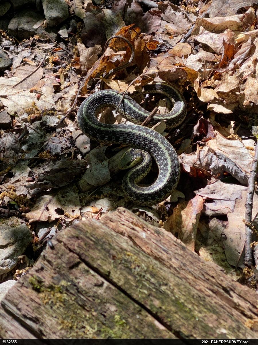 Eastern Gartersnake