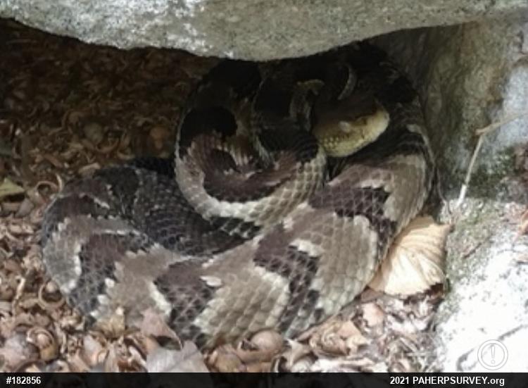 Timber Rattlesnake