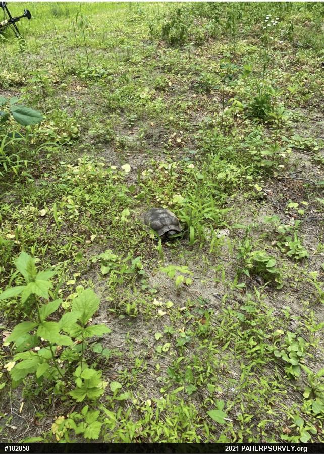 Wood Turtle