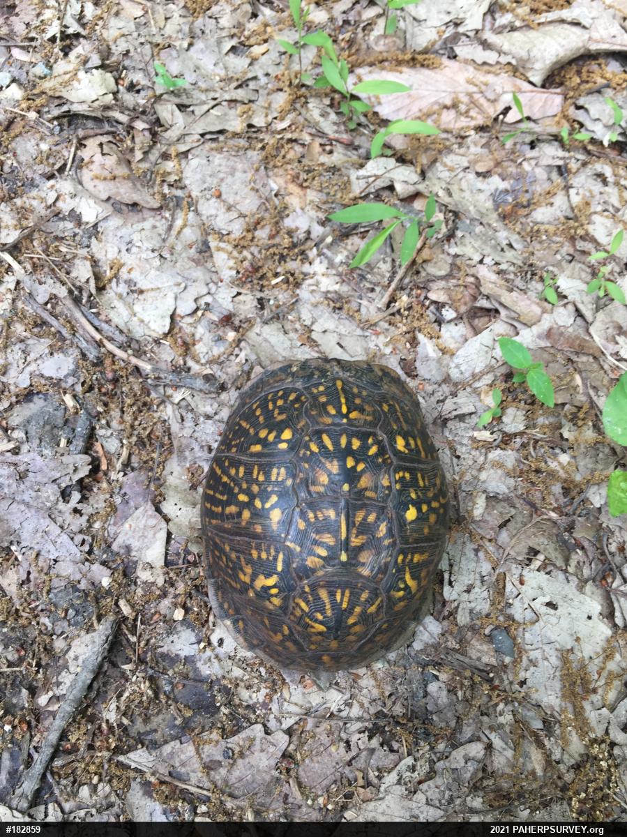 Eastern Box Turtle
