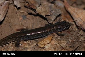 Northern Dusky Salamander