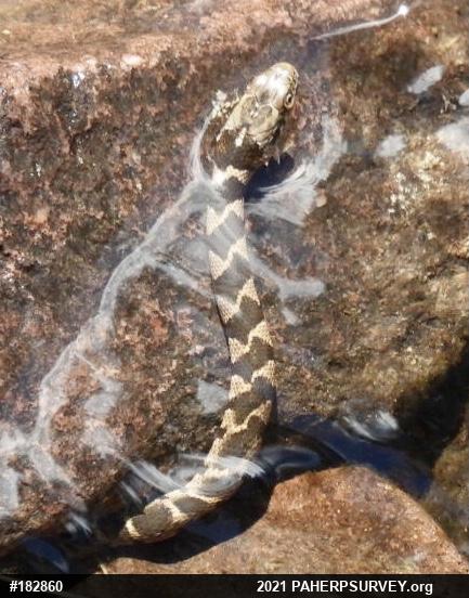 Northern Watersnake