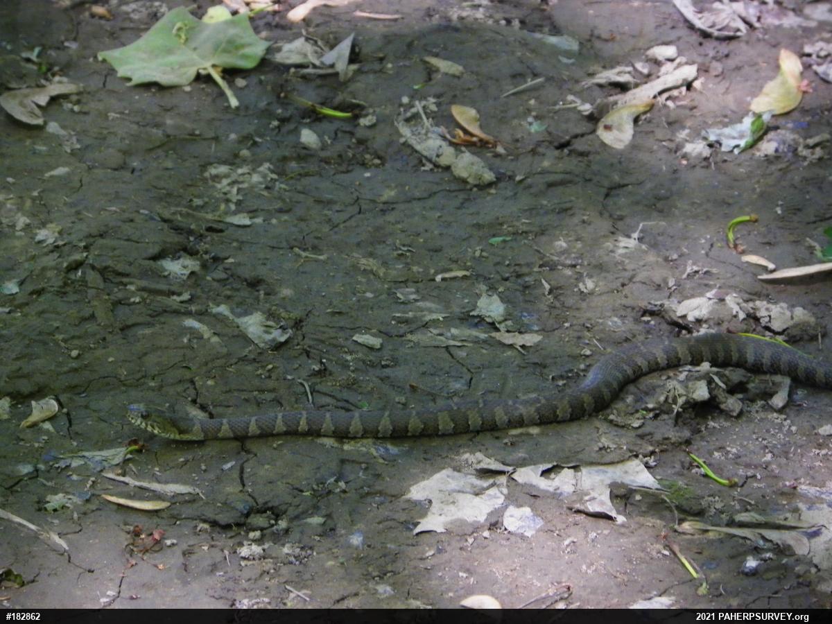 Northern Watersnake