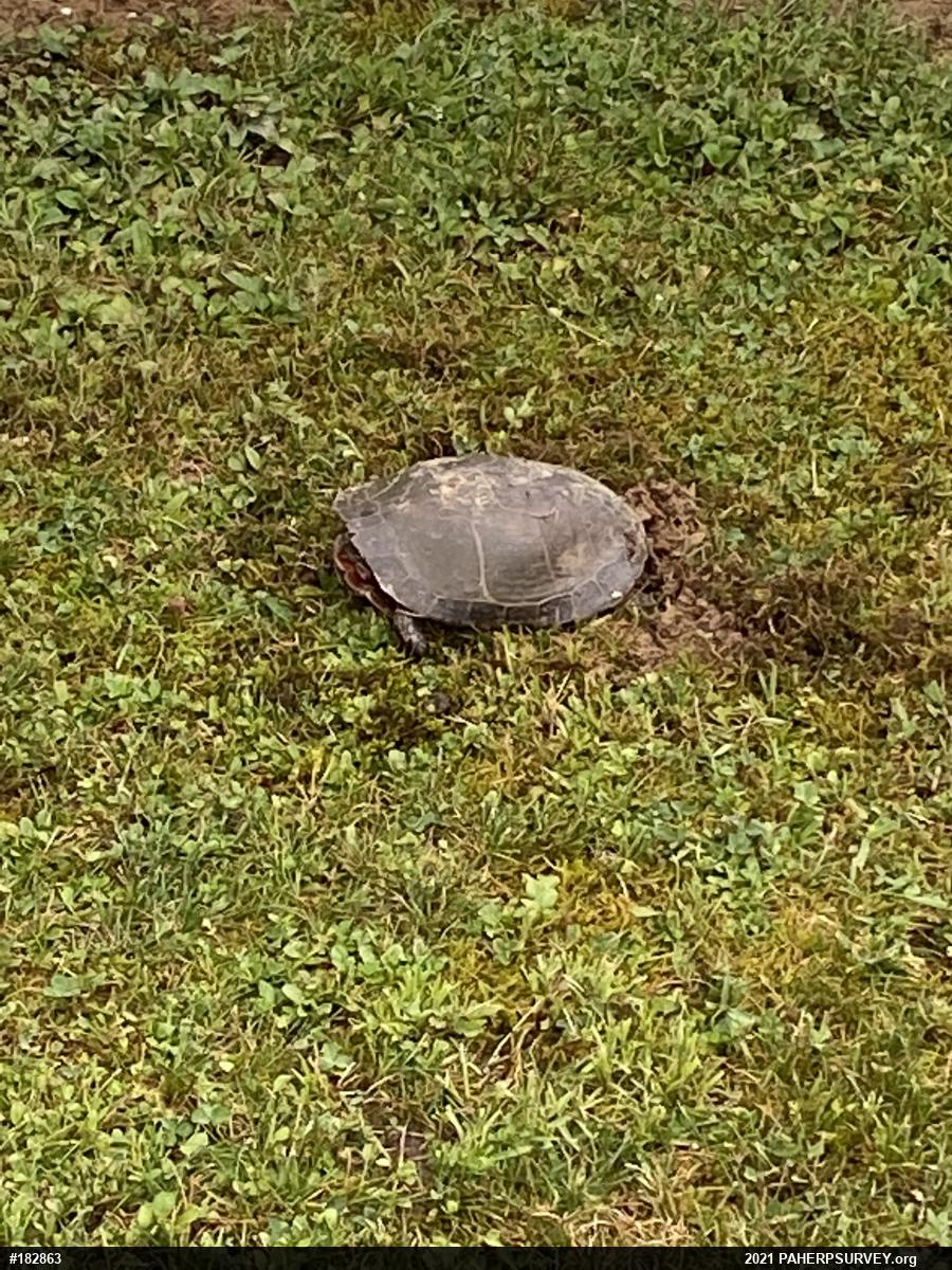 Painted Turtle