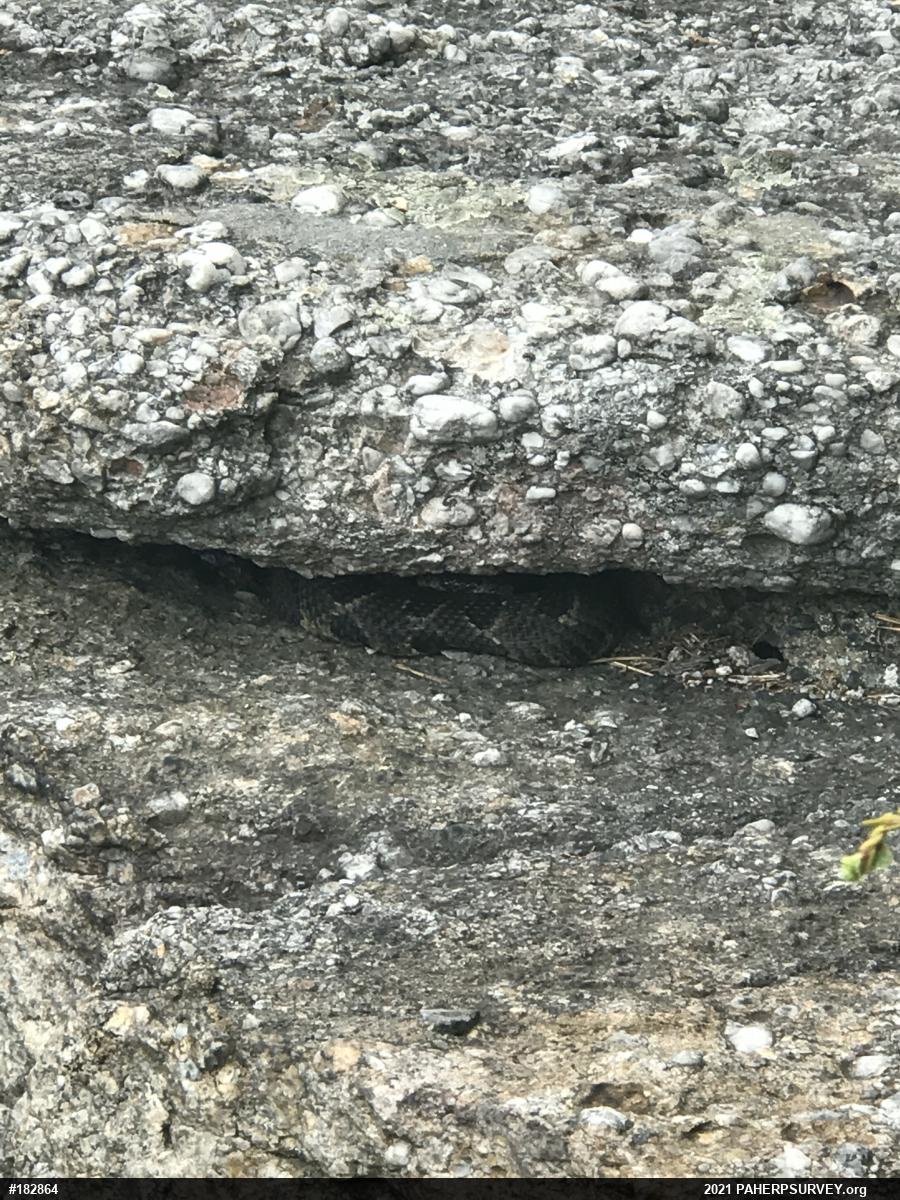 Timber Rattlesnake